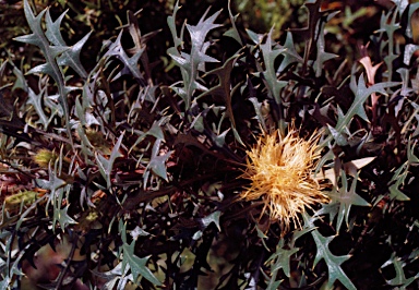 APII jpeg image of Banksia armata  © contact APII