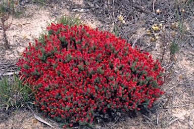 APII jpeg image of Lechenaultia tubiflora  © contact APII