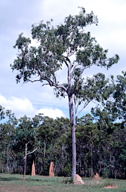 APII jpeg image of Eucalyptus tetrodonta  © contact APII