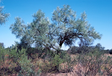 APII jpeg image of Acacia coriacea  © contact APII