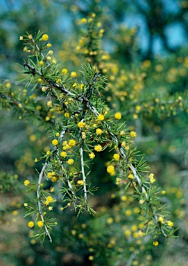 APII jpeg image of Acacia tetragonophylla  © contact APII