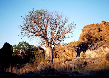 APII jpeg image of Adansonia gregorii  © contact APII