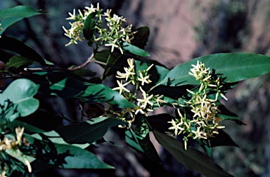 APII jpeg image of Alstonia constricta  © contact APII