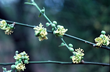 APII jpeg image of Capparis anomala  © contact APII