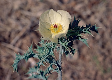 APII jpeg image of Argemone ochroleuca subsp. ochroleuca  © contact APII