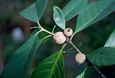 APII jpeg image of Atractocarpus sessilis  © contact APII