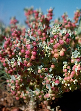 APII jpeg image of Atriplex spongiosa  © contact APII