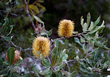 APII jpeg image of Banksia dentata  © contact APII