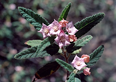 APII jpeg image of Commersonia magniflora  © contact APII