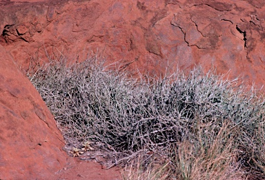 APII jpeg image of Cynanchum viminale subsp. australe  © contact APII