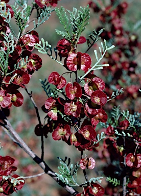 APII jpeg image of Dodonaea sinuolata subsp. acrodentata  © contact APII