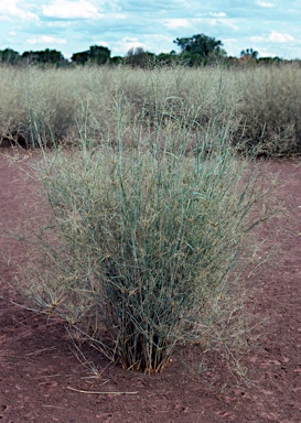 APII jpeg image of Eragrostis australasica  © contact APII