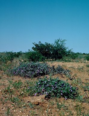 APII jpeg image of Eremophila obovata  © contact APII