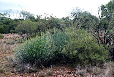 APII jpeg image of Euphorbia sarcostemmoides  © contact APII
