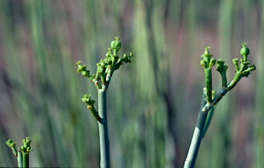 APII jpeg image of Euphorbia sarcostemmoides  © contact APII