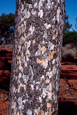 APII jpeg image of Flindersia maculosa  © contact APII