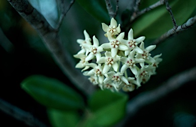 APII jpeg image of Hoya australis subsp. sanae  © contact APII