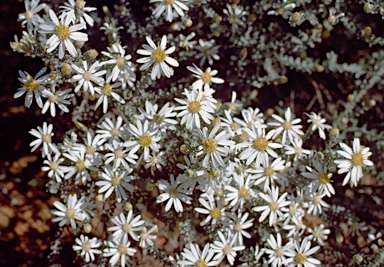 APII jpeg image of Olearia pimeleoides  © contact APII