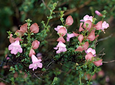 APII jpeg image of Prostanthera megacalyx  © contact APII