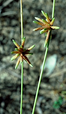 APII jpeg image of Schoenoplectiella dissachantha  © contact APII