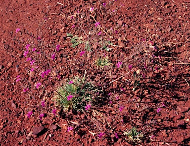 APII jpeg image of Stylidium desertorum  © contact APII