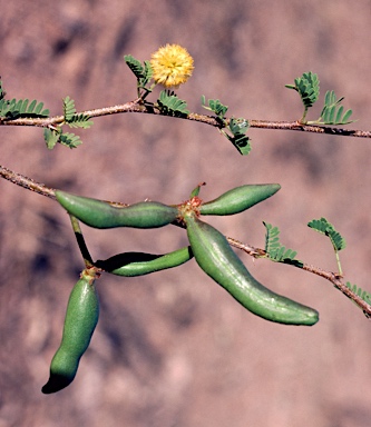 APII jpeg image of Vachellia farnesiana  © contact APII