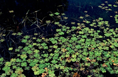 APII jpeg image of Marsilea mutica  © contact APII