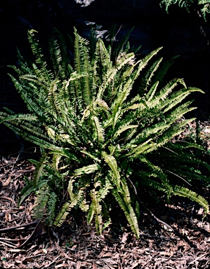 APII jpeg image of Nephrolepis cordifolia  © contact APII