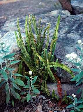 APII jpeg image of Nephrolepis cordifolia  © contact APII