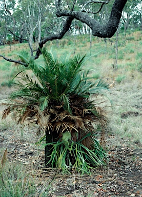 APII jpeg image of Platycerium veitchii  © contact APII