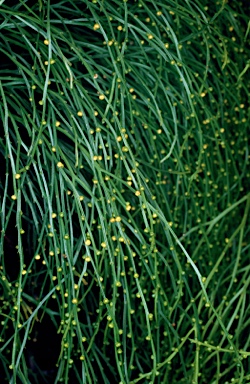 APII jpeg image of Psilotum nudum  © contact APII