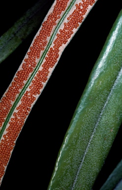 APII jpeg image of Pyrrosia longifolia  © contact APII