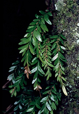 APII jpeg image of Tmesipteris norfolkensis  © contact APII