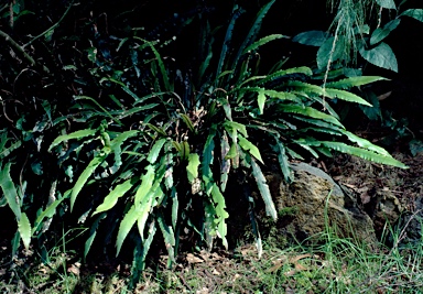 APII jpeg image of Blechnum patersonii  © contact APII