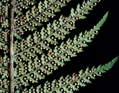 APII jpeg image of Dicksonia antarctica  © contact APII