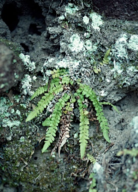 APII jpeg image of Blechnum rupestre  © contact APII