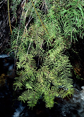 APII jpeg image of Gleichenia dicarpa  © contact APII