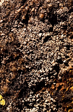 APII jpeg image of Buellia porcellarum  © contact APII