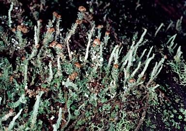APII jpeg image of Cladonia nudicaulis  © contact APII