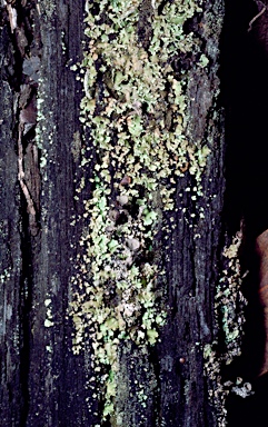 APII jpeg image of Cladonia rigida  © contact APII