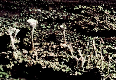 APII jpeg image of Cladonia  © contact APII