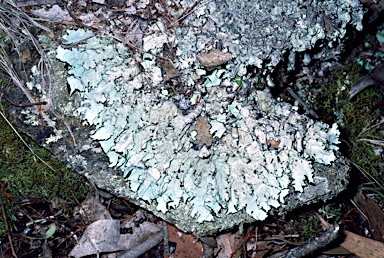 APII jpeg image of Parmotrema reticulatum  © contact APII