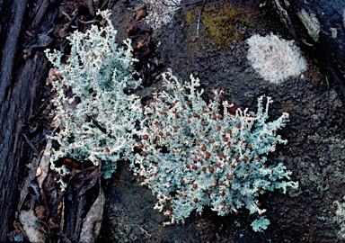 APII jpeg image of Stereocaulon ramulosum  © contact APII