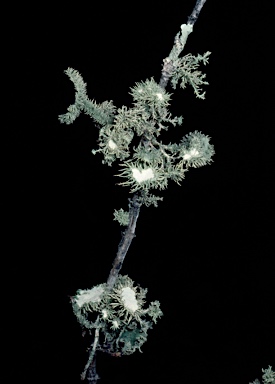 APII jpeg image of Usnea scabrida  © contact APII