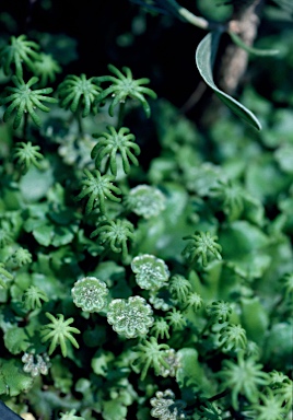 APII jpeg image of Marchantia polymorpha  © contact APII