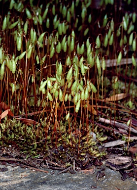 APII jpeg image of Rosulabryum caplillare  © contact APII