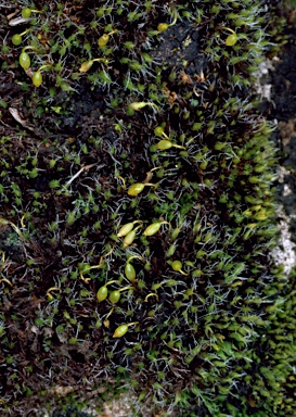 APII jpeg image of Grimmia orbicularis  © contact APII