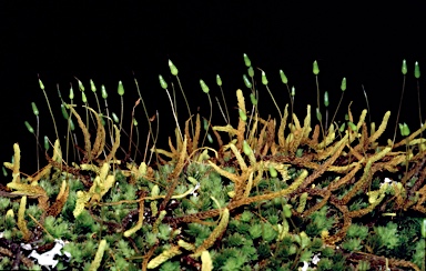 APII jpeg image of Leucobryum  © contact APII