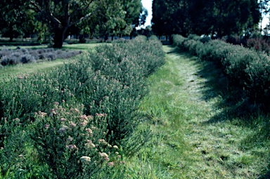 APII jpeg image of Ozothamnus diosmifolius  © contact APII