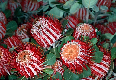 APII jpeg image of Banksia coccinea  © contact APII